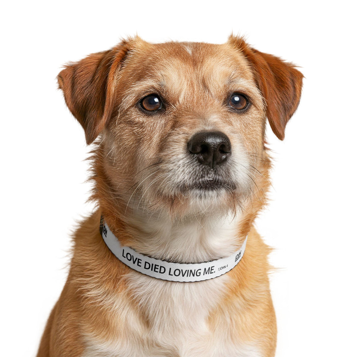 Love Died Loving Me - White Dog Collar
